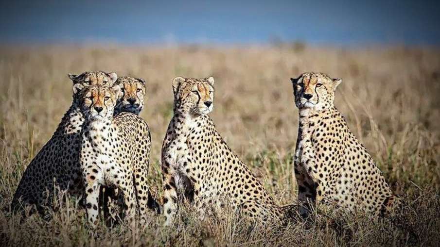 Cheetah: आखिर चीतों को कूनो नेशनल पार्क में ही क्यों छोड़ा जा रहा है? जानें वजह