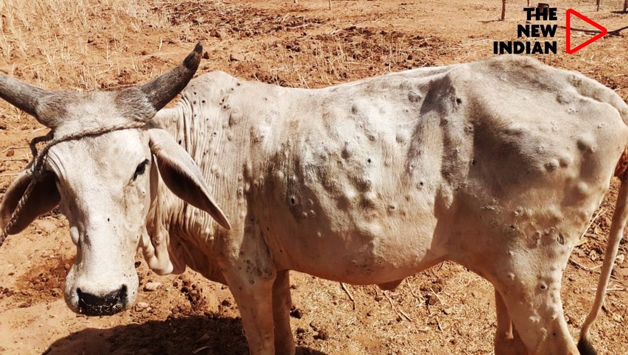 exclusive News : गऊ माता को बिमारी से बचाने का अचूक देशी नुस्खा आया प्रकाश में