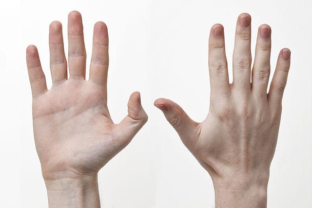 640px Human Hands Front Back