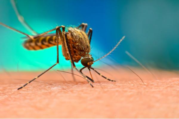 Chikungunya diet plan