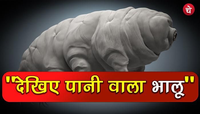 water bear हर मौसम से लेकर हर जगह जिंदा रहता है ये भालू