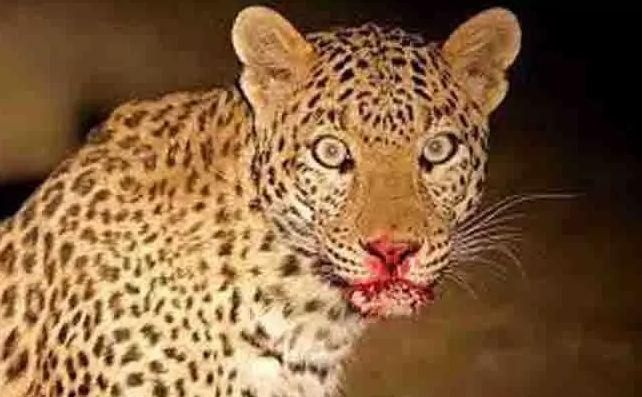 Uttrakhand में वन विभाग के शिकारियों ने नरभक्षी तेंदुए को मारा