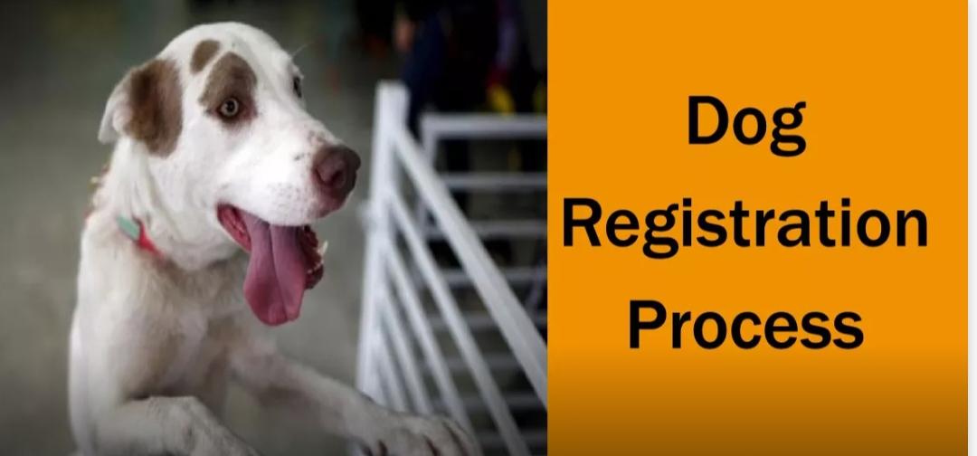 Dog registration : उत्तरप्रदेश में अब पालतू कुत्तों का पंजीकरण करवाना होगा अनिवार्य, हर जिले के नगर निगम में बनेगा सेंटर