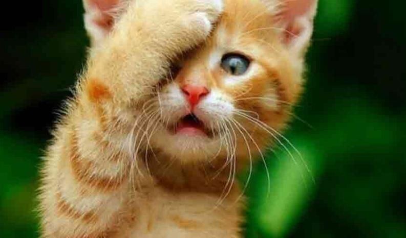 Billi