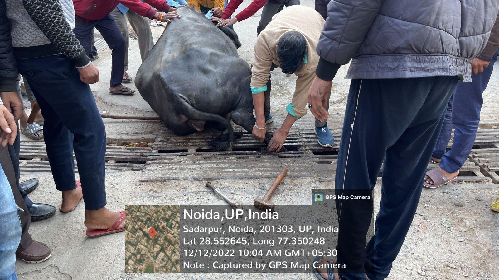 Noida News : प्राधिकरण की लापरवाही की भेंट चढ़ी भैंस ,जाल में पैर फंसने से घायल, ग्रामीणों में आक्रोश