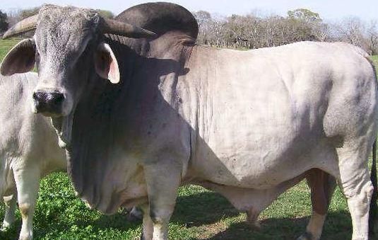 Ajab Gajab : यहां सांडों की जमकर हो रही सेवा, जानिए क्यों