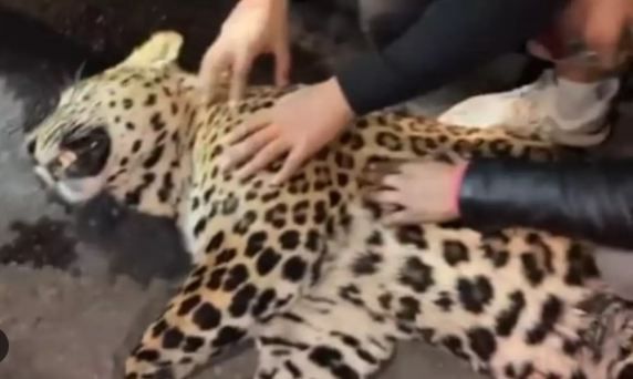 GHAZIABAD NEWS: तेज रफ्तार वाहन की चपेट में आकर तेंदुए की मौत