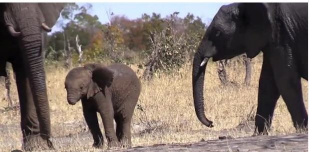 A wonder: आपने देखा है बिना सूड़ वाला हाथी, मैं दिखाता हूं