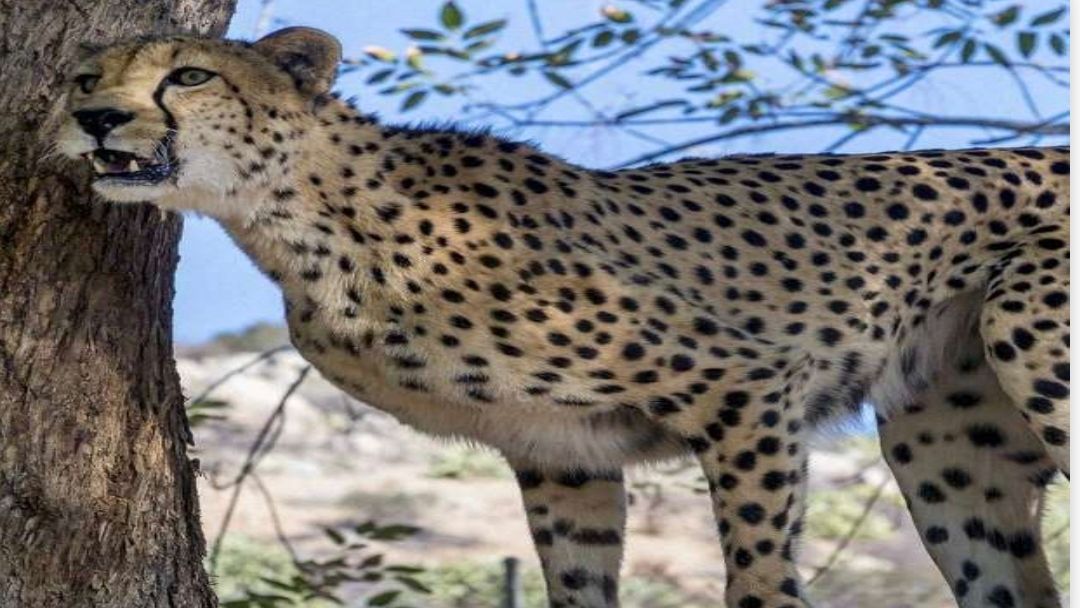 Cheetah : भारत में एक बार फिर आएंगे चीते।