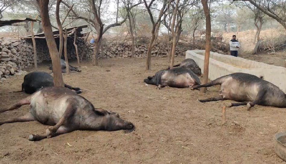 Poison Bait : गुरुग्राम में जहरीला चारा खाने से 32 भैंसों की मौत