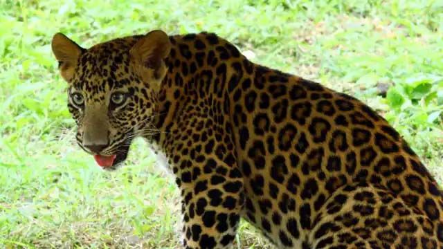 Jharkhand News : आदमखोर तेंदुए का 50 गांवों में आतंक, देखते ही गोली मारने का आदेश!