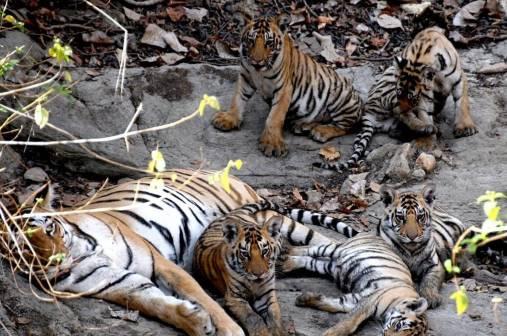 National News : खुशखबरी : पेंच बाघ अभयारण्य में बाघिन ने दिया चार शावकों को जन्म