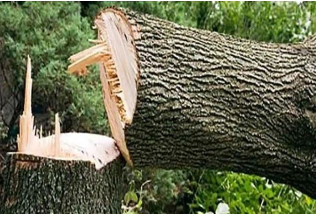 National News : अवैध कटाई और तस्करी से भारतीय अगरवुड को खतरा : रिपोर्ट