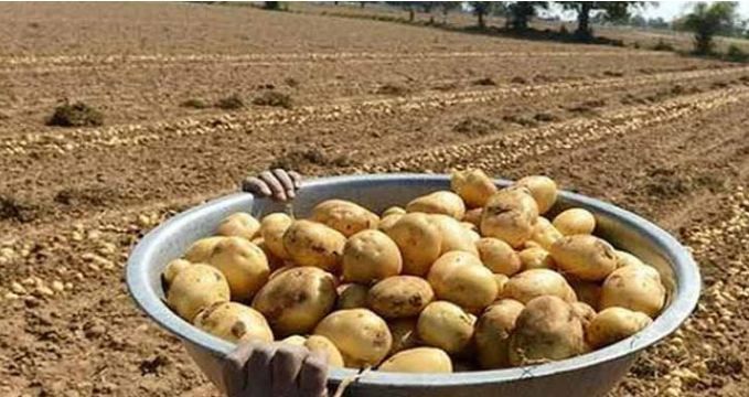 आलू किसानों की मदद के लिए पेप्सिको ने उठाया कदम Pepsico India