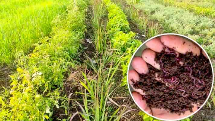 Organic Farming : जैविक खेती (Organic Farming) से तैयार खाद्य उत्पाद अब विदेशो तक पहुँचा रहा है आईआईटी(IIT)