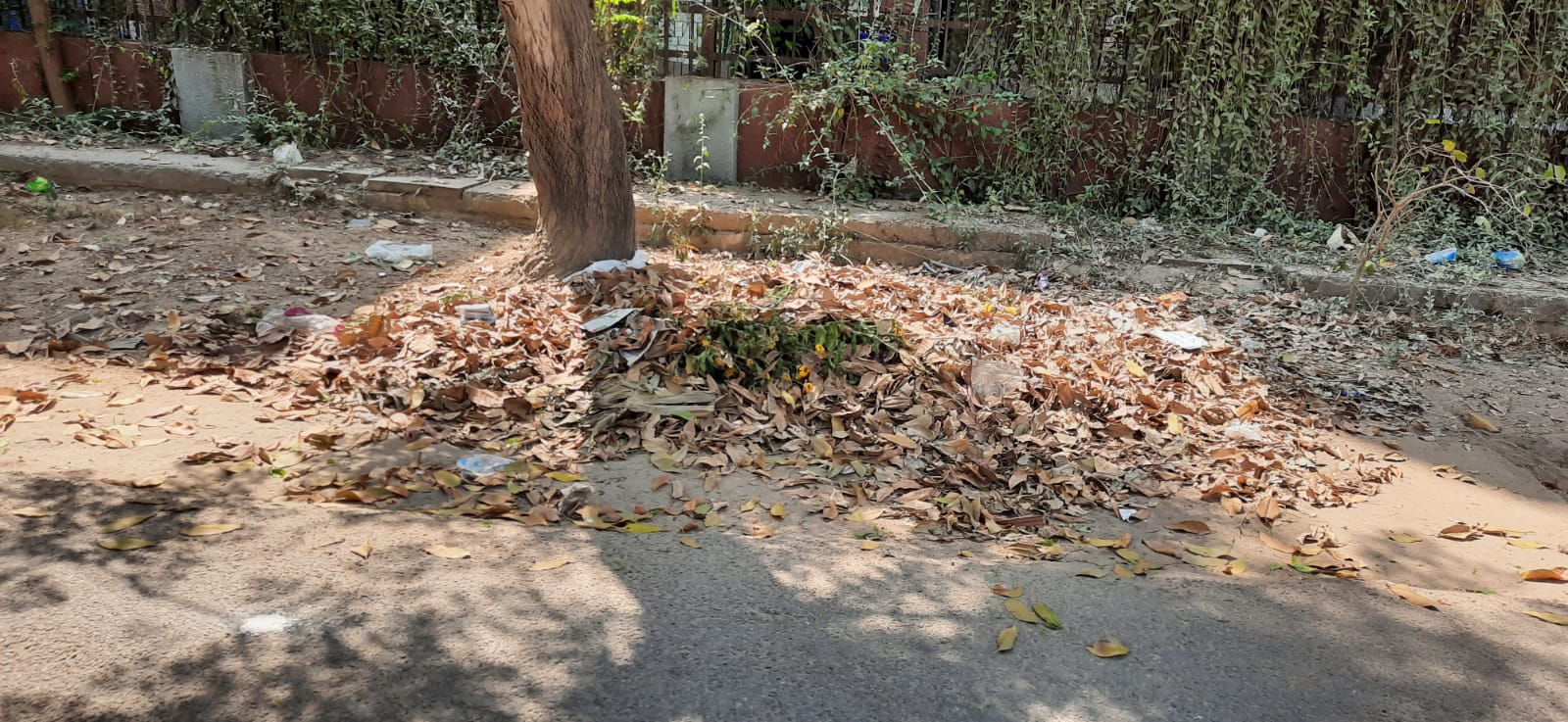 Greater Noida News : अल्फा 1 की सड़कों पर लगा कूड़े और पत्तों का अंबार, दे रहे बीमारियों को निमंत्रण