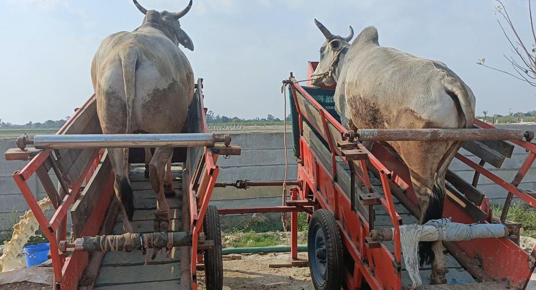 WhatsApp Image 2023 03 11 at 9.35.05 AM