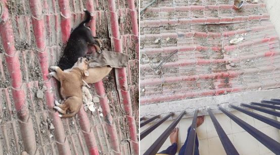 Greater Noida News : बेजुबान पिल्लों की मौत के मामले में मालिक पर मुकदमा