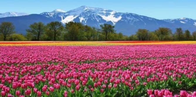 Tulip Garden : कश्मीर में एशिया का सबसे बड़ा ट्यूलिप गार्डन पर्यटकों के स्वागत को तैयार