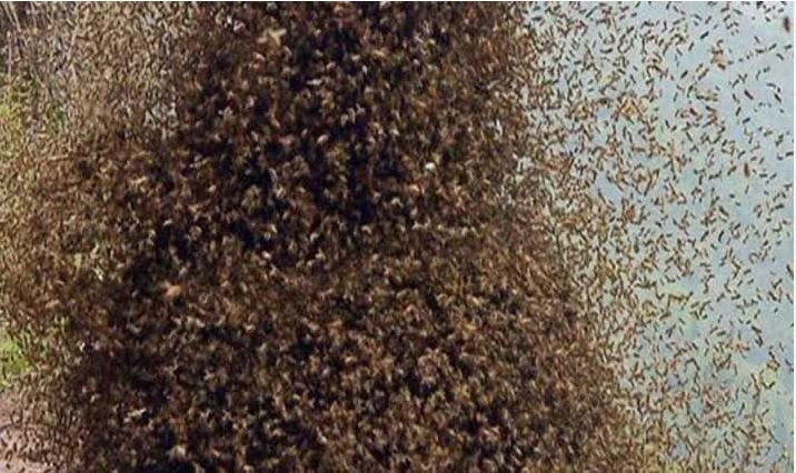 Maharashtra : महाराष्ट्र के चंद्रपुर में मधुमक्खियों के हमले में 2 की मौत, 4 घायल