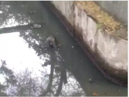 Greater Noida News : नाले में मिला सड़ा-गला शव