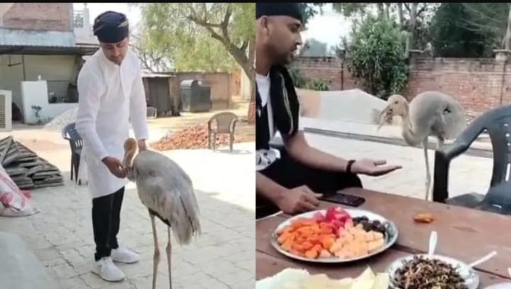 UP News : अब अफरोज-सारस की दोस्ती के चर्चे, इसे भी वन विभाग ले गया