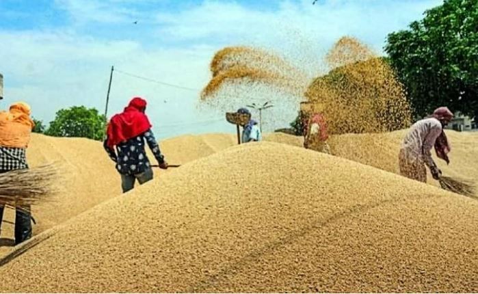 Agriculture : खराब मौसम के बावजूद पंजाब में गेहूं खरीद अधिक रहने की उम्मीद