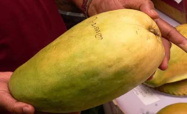 Top News : सोने की खान से कम नहीं 'नूरजहां', 'मल्लिका' को बचाने की कोशिश