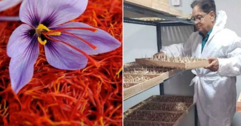 Noida News : कश्मीर की वादियों में नहीं बल्कि यहाँ कमरे में उगता है केसर...