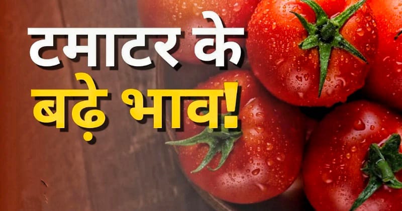 Tomato Price Hike : इतना मंहगा हो जाएगा टमाटर, सुनकर उड़ जाएंगे आपके होश!