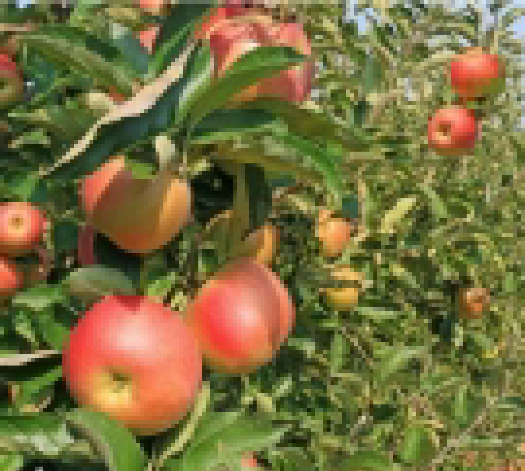 American Apple: अमेरिका से दोस्ती कर प्रधानमंत्री ने अपने किसानों को दिया कड़वा तोहफा: राकेश टिकैत