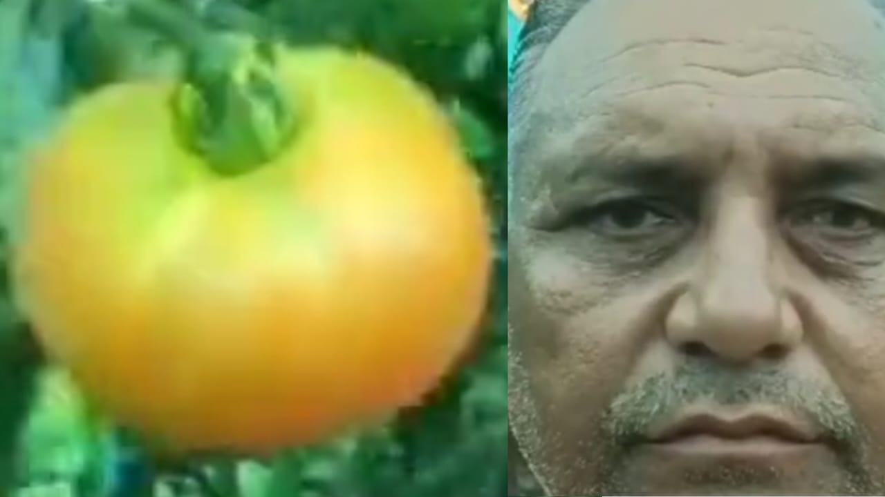 Tamatar 1
