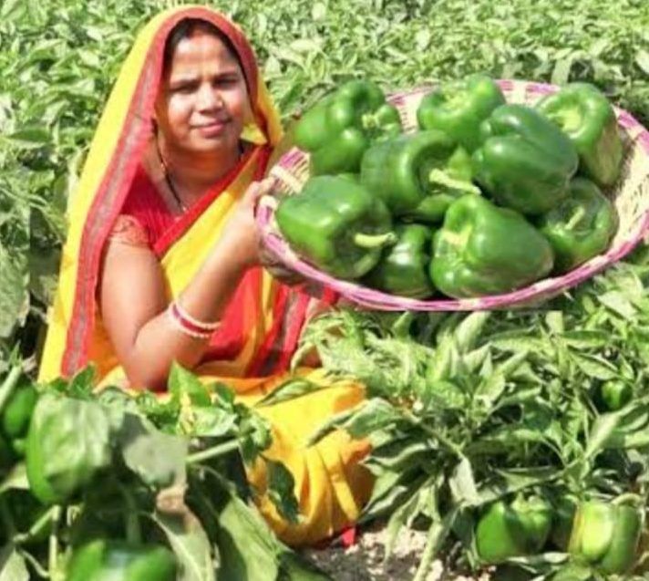 Capsicum Farming: शिमला मिर्च की खेती से सिर्फ 2 महीने में करें 4 लाख की कमाई