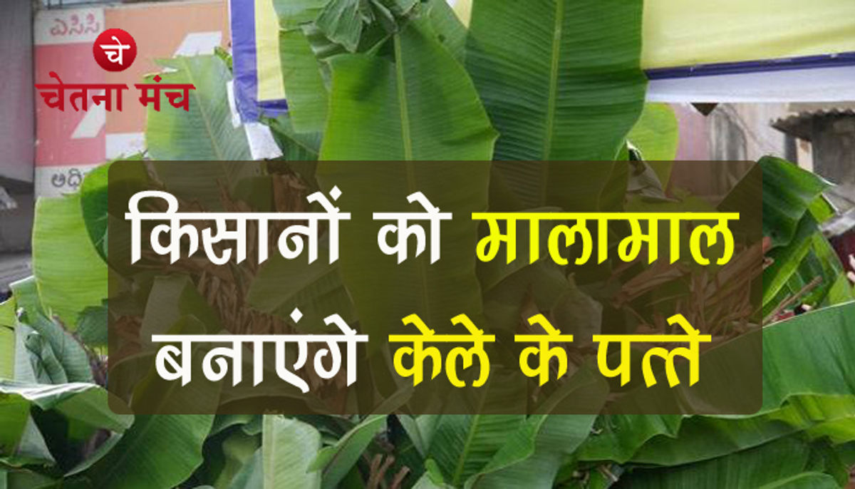 बड़ी खबर : केले के पत्ते विदेशों में भेजकर मालामाल होंगे UP के किसान