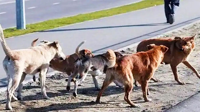 Dog bite gnoida