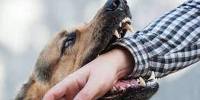 Dog biting man