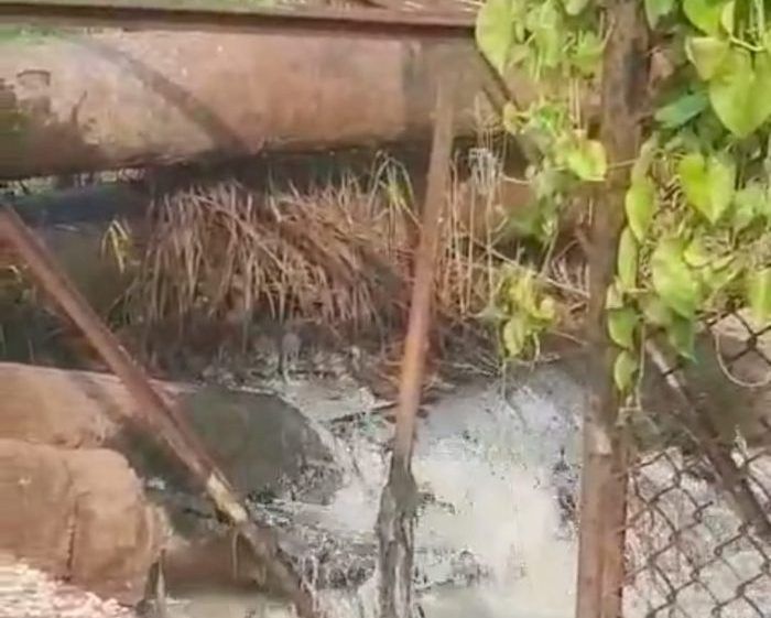 Naali e1696068796429