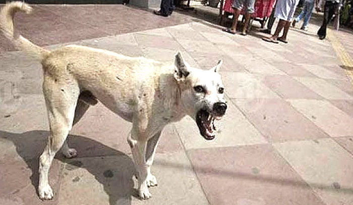 Stray dog