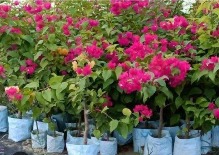 Nursury e1698386058483