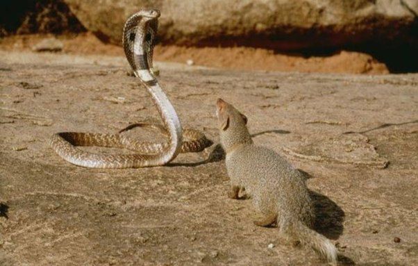 Snake and mongoose 1