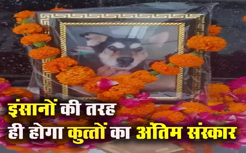 अब इंसानों की तरह से ही होगा पालतू कुत्तों का भी अंतिम संस्कार