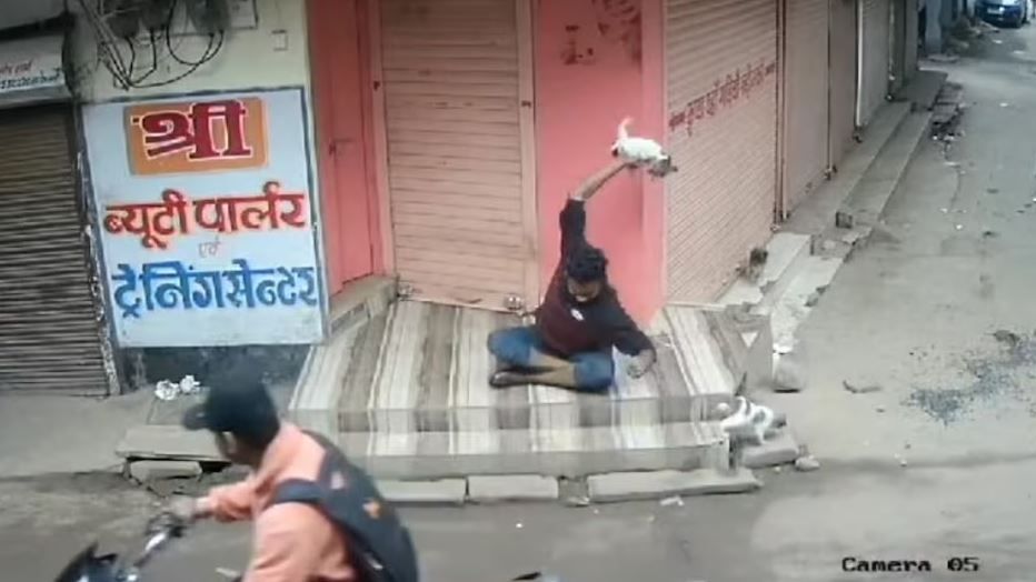 हैवानियत की हद, कुत्ते के बच्चे को पटक-पटक कर मार डाला