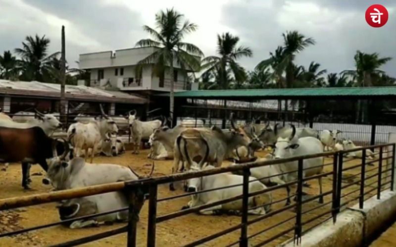 COWS