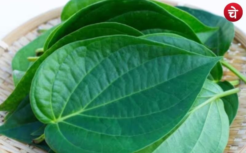 पान का पत्ता दिलाता है कई बिमारियों से निजात, डायबिटीज और वजन घटाने में भी कारगर