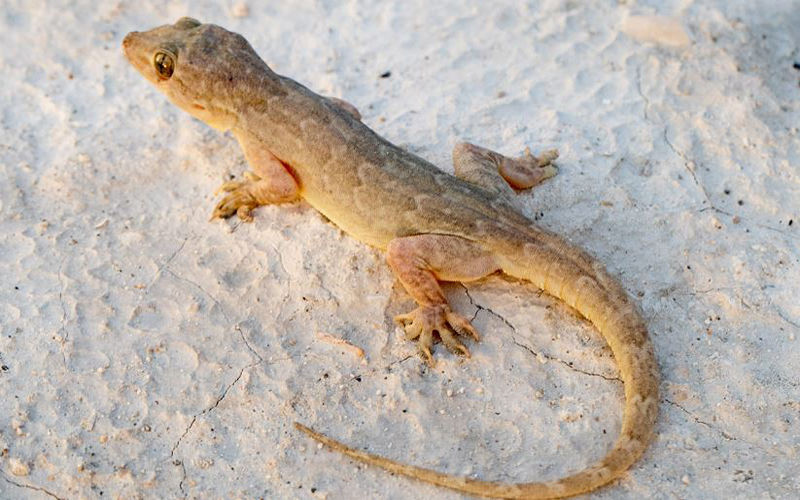 छिपकलियों से हैं परेशान, आजमाएं ये जादुई उपाय