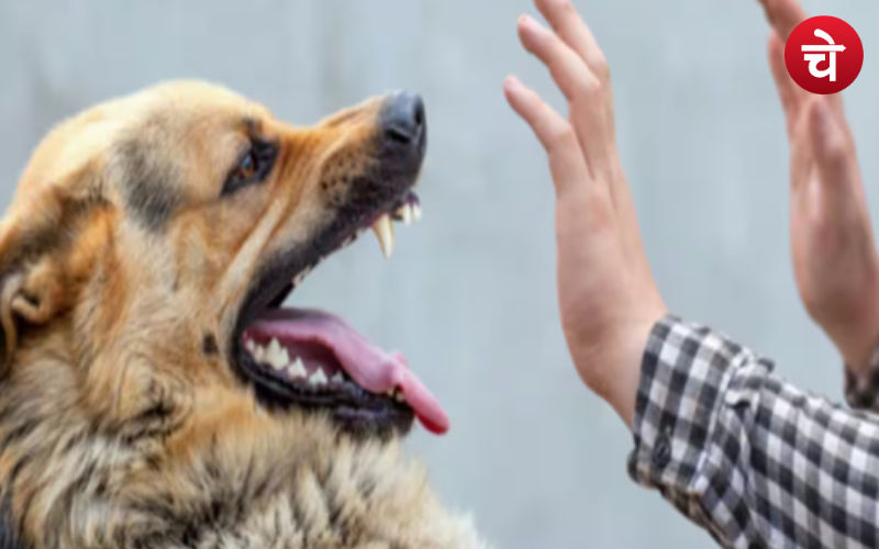 Dog Attact In Noida