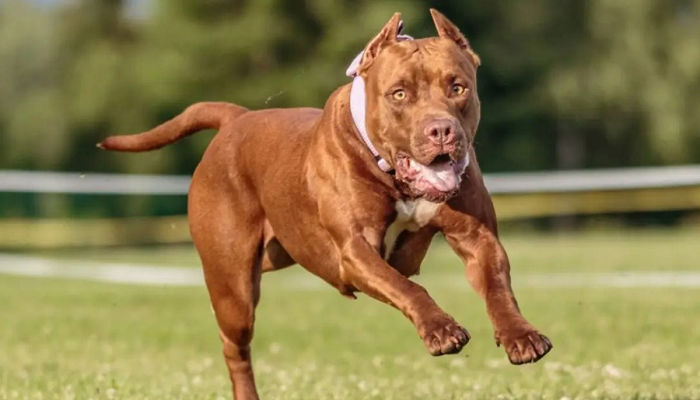 नाबालिग बच्चे पर पिटबुल का कहर, हालत देखकर खड़े हो जाएंगे रोंगटे