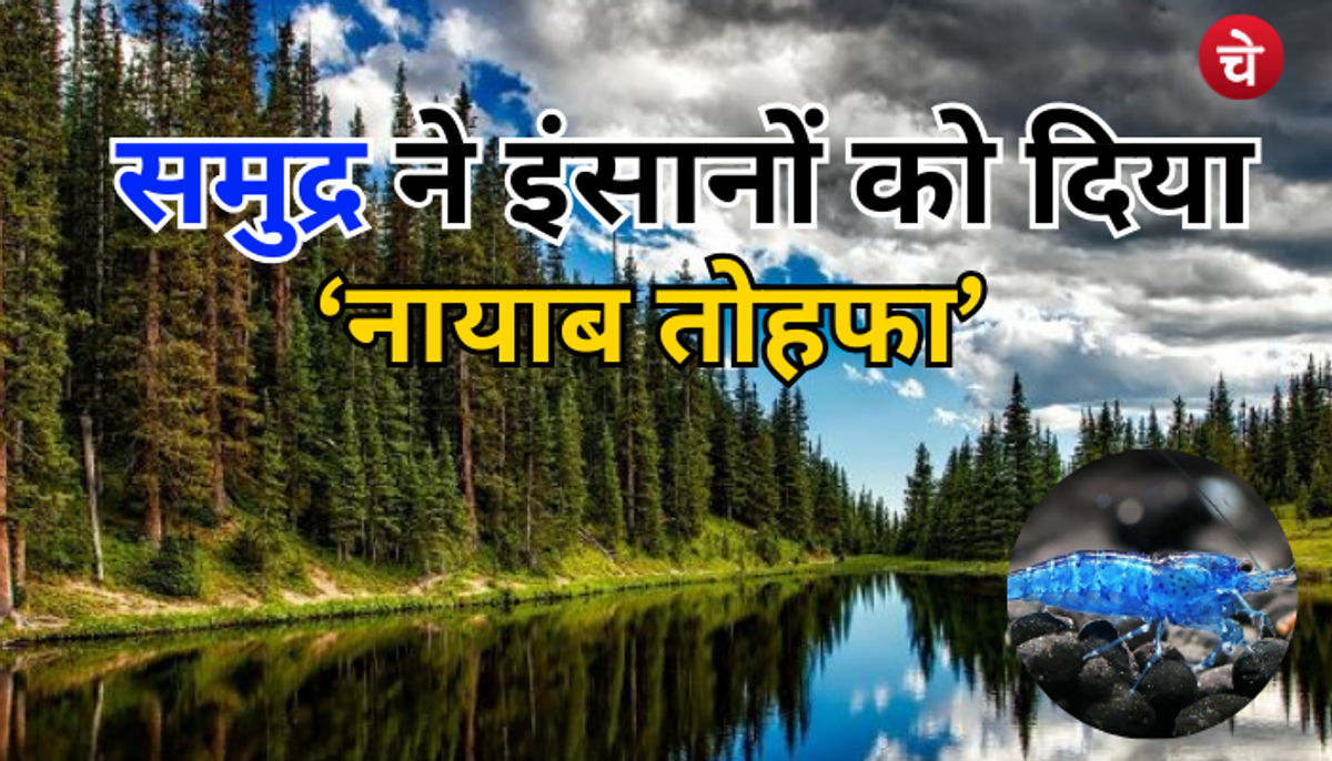 समुद्र की गोद से बाहर आया ये जीव, वैज्ञानिक रिसर्च करने को मजबूर