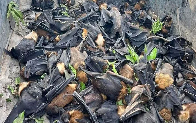 अचानक इतने चमगादड़ों की मौत, यूपी में गर्मी की मार या फिर है कोई बड़ा संकेत