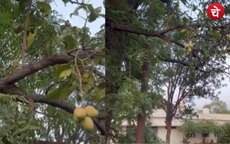 MP में इस मंत्री का बंगला बना चर्चा का विषय, सामने आई वजह